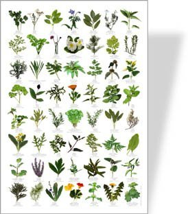 Garden Herbs Poster - 56 Herb Images - A3 Size