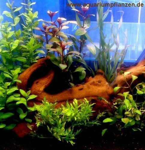 Kleines Wasserpflanzen Set f 20-40 l Aquarium (3), Pflanzen für Anfänger geeignet, Pflegeleichte Aquariumpflanzen
