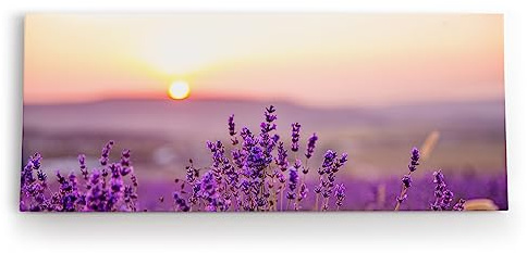 Paul Sinus Wandbild 120x50cm Lavendel Blumen Blüten Violett Sonnenuntergang Blumenwiese