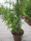 Fargesia nitida Black Pearl - Bambus Black Pearl