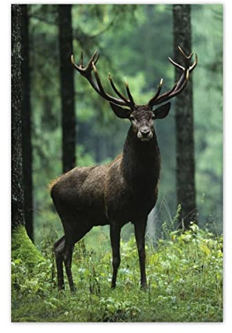 Wandtattoo, 40 x 60 cm, schönes Hirsch im Wald, Nr. H3898Z_NS1F