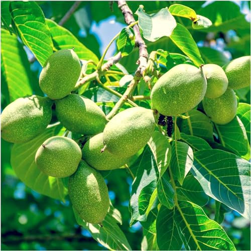 English Walnut Fruit Tree 2-3ft Tall, Grow Your Own Healthy Nuts, Juglans Regia