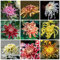 Crisantemos Semillas Resistentes Mezcla De Semillas De Flores BalcóN Flores Plantas De Crisantemo Plantas Resistentes En Macetas DecoracióN De Flores Plantas ExóTicas JardíN 200 Semillas De Crisantemo