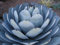 50 Semi Agave parryi Truncata Rare Succulente Carciofo pianta esotica Garden Seed