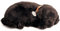 Plenty Gifts - Perfect Petzzz | Schwarzer Labrador Realistisches Welpen Plüschtier | mit Transportbox und Bettchen | inklusive Batterien