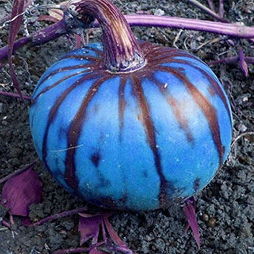 Saterkali Blaue Kürbis-Samen, 200 Stück blaue Kürbis-Samen, Hausgarten, Bauernhof, Hof, Gemüse, Dekoration, Pflanze Blaue Kürbiskerne