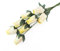 Weiße Rosen mit gelben Spitzen 8 Stück geschlossene Knospen Holzrosen für Handarbeiten, individuelle Blumensträuße und andere DIY-Projekte Wählen Sie Form über 50 Farben