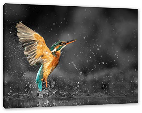 Pixxprint Eisvogel auf der Jagd nach Fischen B&W Detail, Größe: 80x60cm, Leinwandbild, fertig gespannt, Wandbild, Dekoration, Kunstdruck, kein Poster