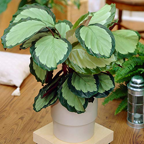 Lebhafte Calathea picturata 'Argentea' Panaschierte Silberne Zimmerpflanze im Topf