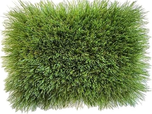 KUNSTRASENWELT - Kunstrasen Flair 650 | Vielseitiger Rollrasen in frischem Grün | Rasenteppich, perfekt für Garten, Terrasse, Balkon & Messen | Kunstrasen mit 50mm Höhe; Größe: 1m x 1m