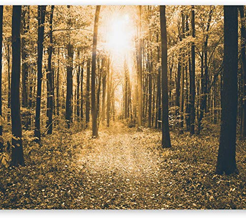 Fotomurales B&D XXL - Bosque Paisaje 350x256 cm XXL Papel pintado tejido no tejido Decoración de Pared decorativos Murales moderna Diseno Fotográfico Naturaleza c-B-0076-a-d