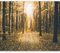 Fotomurales B&D XXL - Bosque Paisaje 350x256 cm XXL Papel pintado tejido no tejido Decoración de Pared decorativos Murales moderna Diseno Fotográfico Naturaleza c-B-0076-a-d