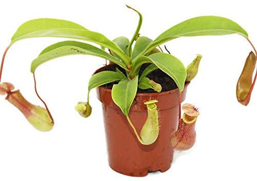 Nepenthes Planta Carnívora en Maceta Pequeña Planta Jarro Copa de Mono