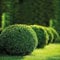 Buchsbaum Kugel, Buxus sempervirens, Kugel Ø 20 cm, Topf 19 cm Ø, 2er Set