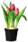 NASSMOSSE Künstliche Tulpen, gefälschte Blumen, Kunststofftulpen, künstliche Blumen, romantische Kunsttulpen, fühlt sich echt an, vielseitig verwendbar, künstliche Blume in Töpfen für Büros,