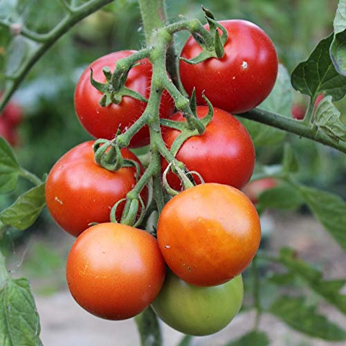 Tomatensamen Moneymaker für ca. 20 Pflanzen - Massenertrag, kältetolerant