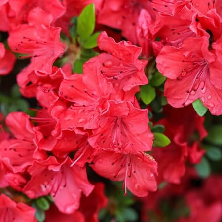 Rhododendron Flower Seeds 50pcs red