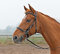 Wanderreittrense SOLIBEL