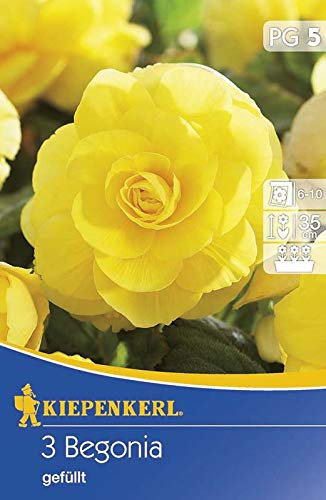 Gefüllte Begonie gelb | Gefüllte-Begonienzwiebeln von Kiepenkerl