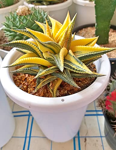 Haworthia limifolia 5 Samen - Sukkulente, Zimmerpflanzen
