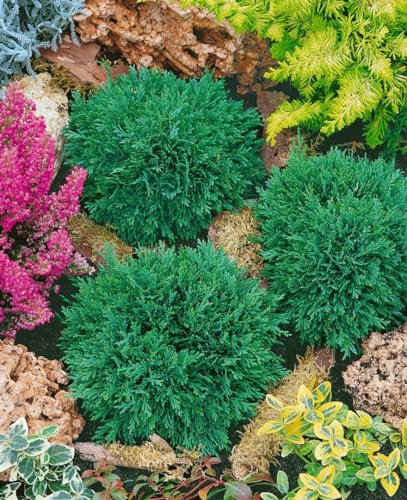 Chamaecyparis lawsoniana 'Green Globe' 15–20 cm – Winterhart, Immergrün, Pflegeleicht – Kugel-Scheinzypresse – Kübelpflanze für Terrasse & Gartenbeet