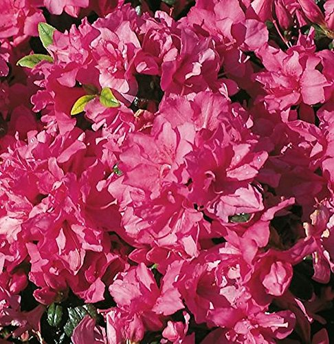 Japanische Azalee Melina 15-20cm - Rhododendron obtusum - Zwerg Alpenrose