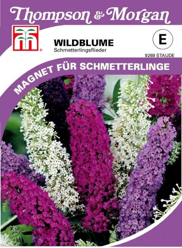 Wildblume Sommerflieder von Thompson & Morgan
