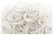 Bilderwelten Fototapete Blumen 255cm x 384cm Modern Natur Rosen Weiß Blumentapete Vliestapete Tapete Wanddeko Ideen