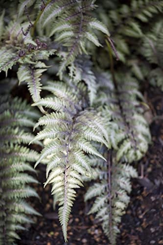 Athyrium niponicum 'Metallicum' ca. 9x9 cm Topf - Japanischer Regenbogenfarn, silbrig-violette Wedel, ideal für schattige Beete, pflegeleicht, winterhart