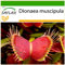 SAFLAX - Dionée attrape-mouche - 10 graines - Avec substrat - Dionaea muscipula