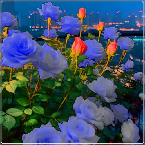 Seltene und leuchtende Rose, hochwertige Sorte – mehrjährige winterharte Rose, geeignet für die Innen- und Gartendekoration-1 rhizome-G