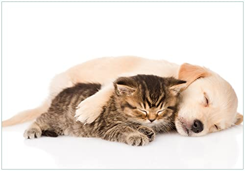 Wallario Vliestapete Fototapete Katze und Hund in Harmonie - Kuschelnde Tiere - Wandtapete Größe: 200 x 140 cm