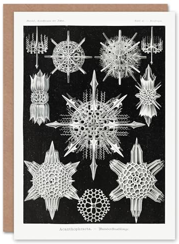Artery8 Ernst Haeckel Art Card Acanthophracta Black White Marine Life