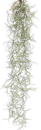 Hanging Air Plant - Spanish Moss - Mini Starter Portion - Live Airplant for House Vivarium Decoration Plant, Wedding Gift, Crafting (Tillandsia Usneoides) - Create Jellyfish Airplant