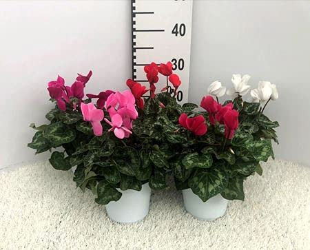 Ciclamino su vaso cm 14 in confezione da 2 piante
