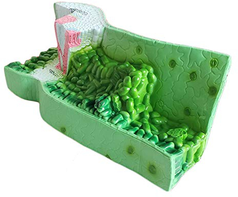 ERNZI Pflanzenanatomiemodell. Blattstrukturanatomiemodell. Kreative Demonstration des Experimentellen Klassenzimmers Für Instrumentalbiologie Lehrgeräte