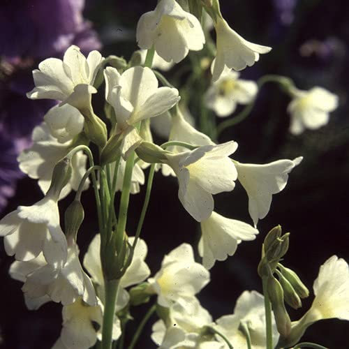 Plant World Seeds - Primula Alpicola VAR Alba Seeds (Perennial Flower Seeds)