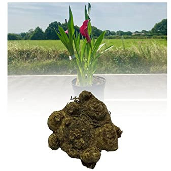 5 Zantedeschia Pink Giant Calla (Arum) Lily Bulbs/Rhizomes Size 20/22 Summer Flowering Perennial : - by GARTHWAITE NURSERIES® : - UK Stockist