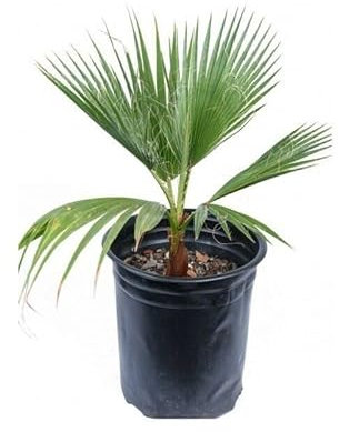 Palma messicana Washingtonia robusta pianta in vaso ø9 cm h. 40/50 cm Vivaio di Castelletto