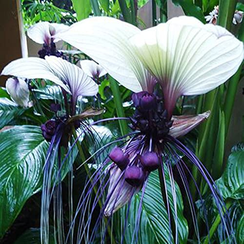 Haloppe 10 Stück Tacca Chantrieri Whiskers Blumen Pflanzensamen für die Hausgartenbepflanzung, lustige seltene schwarze Fledermaus Tacca Chantrieri Whiskers Blumensamen Gartenpflanzen