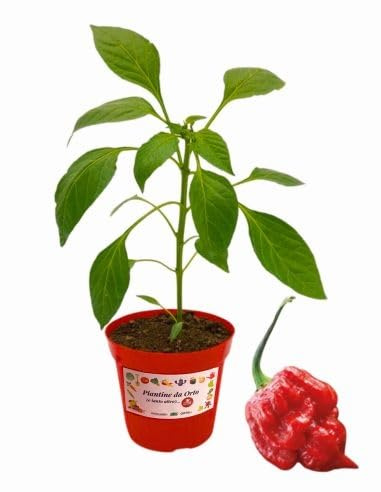P. Piantine da Orto | Peperoncino Trinidad Moruga Scorpion, Pianta in Vaso Diametro 14 cm, Pianta Pronta per il Trapianto, Pianta Vera, Frutta da Mangiare, Vivaio Italiano