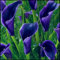 Calas bulbos,bulbos calas gigantes,calas plantas de colores,Lirio de cala,flores cortadas,plantas en macetas,zantedeschia aethiopica,flores de primavera,flores perennes.-2bulbos-C