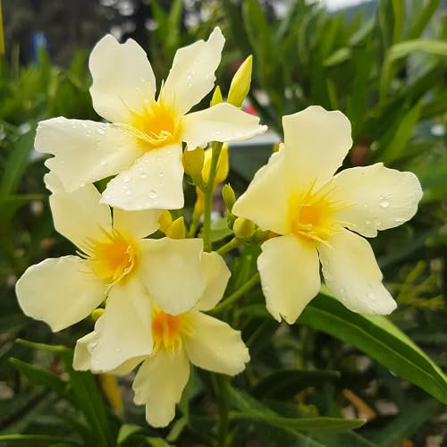 Semillas de flor de adelfa 100 piezas amarillas