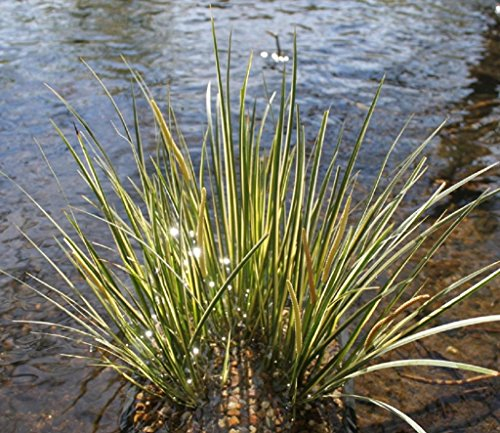 WASSERPFLANZEN WOLFF - 4er-Set im Gratis-Pflanzkorb - Acorus gramineus - Zwergkalmus - Graskalmus - QUALITÄTSSTAUDE durchwurzelt in 9x9cm Töpfen - winterhart!