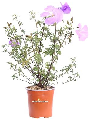 Pianta di Alyogyne Huegelii Santa Cruz Ibisco Australiano pianta da esterno ornamentale fiore lilla pianta vera venduta da eGarden.store