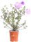 Pianta di Alyogyne Huegelii Santa Cruz Ibisco Australiano pianta da esterno ornamentale fiore lilla pianta vera venduta da eGarden.store