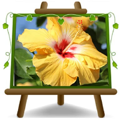 EURO PLANTS VIVAI Hibiscus Giallo Pianta Ornamentale Vaso 14 cm