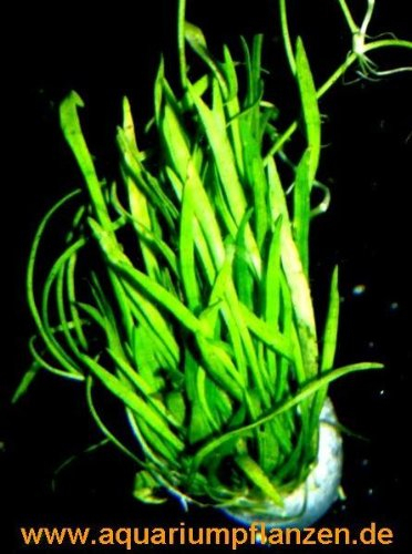 Mühlan Wasserpflanzen 1 Bund Neuseelandgras, Rasen im Aquarium