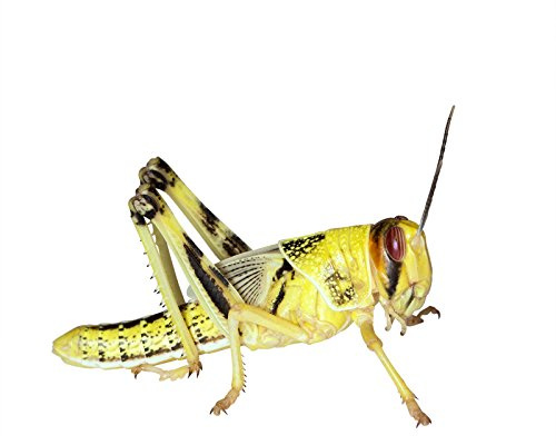 Feeders & More - Heuschrecken - Wüstenheuschrecken SUBADULT - 10 Stück - Lebendfutter Insekten Wuestenheuschrecken - Futter für Reptilien, Bartagamen und Amphibien - Futterinsekten & Haustierfutter