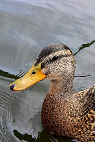Notizbuch: Notizbuch Ente Wildente Entchen lustiges Tiermotiv, liniertes Buch zum reinschreiben , 120 Seiten, verwendbar als Notizbuch Notizheft ... von zB. Notizen, Gedanken, Ideen...
